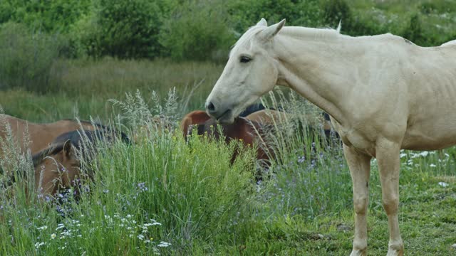 THE MOST BEAUTIFUL HORSES IN THE WORLD