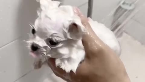 puppy enjoy bath and grooming dry & nail treatment