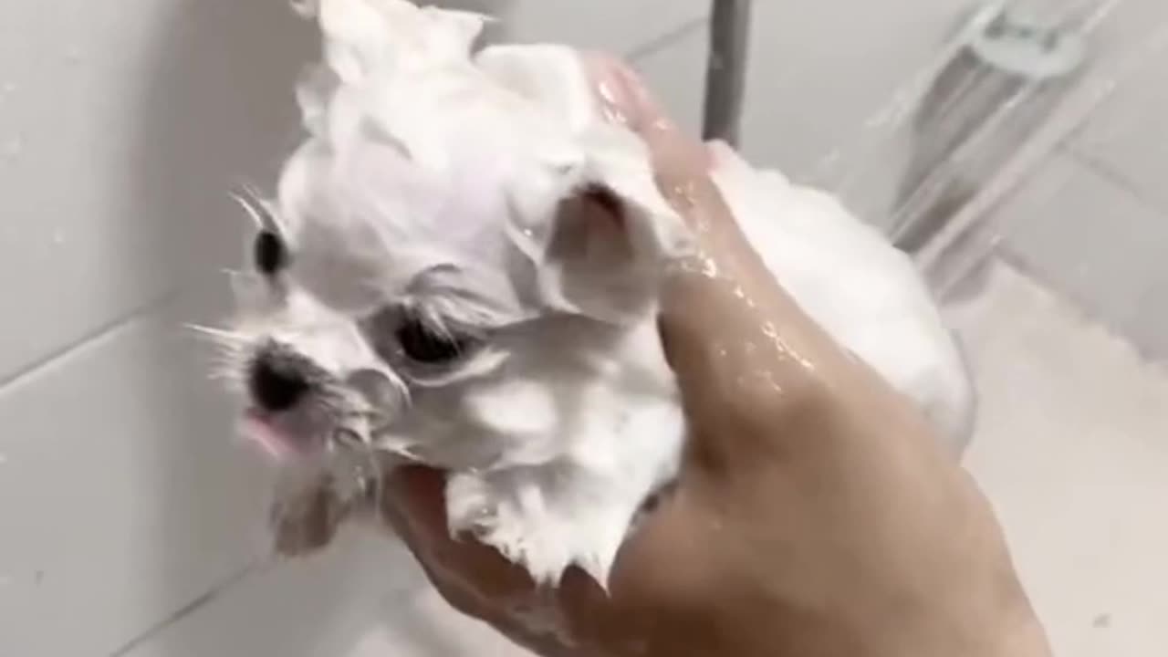 puppy enjoy bath and grooming dry & nail treatment