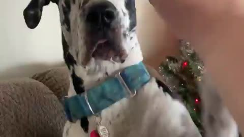 THE GREAT DANE Dog Video 86 - Great Dane Compilation - Tallest Dog in The World
