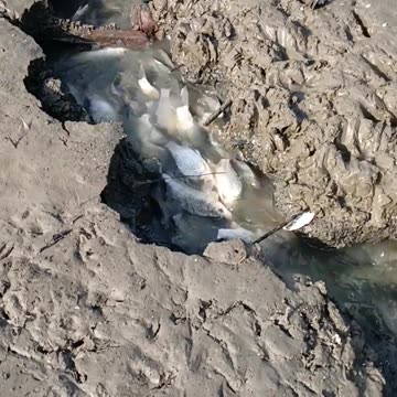 Dekhiae abhi Yahan per kitni machhali hai