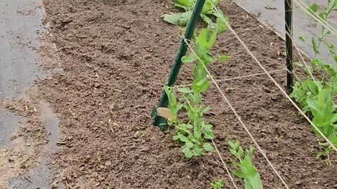 OMC! A Freshly weeded garden row guest stars! #gardening #chickenlife #shorts #peas #cabbage #greens