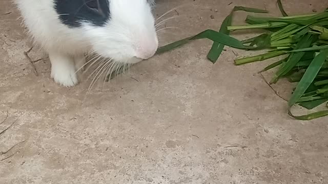 Rabbit TRANDENING video