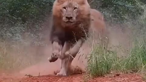 Angry lion