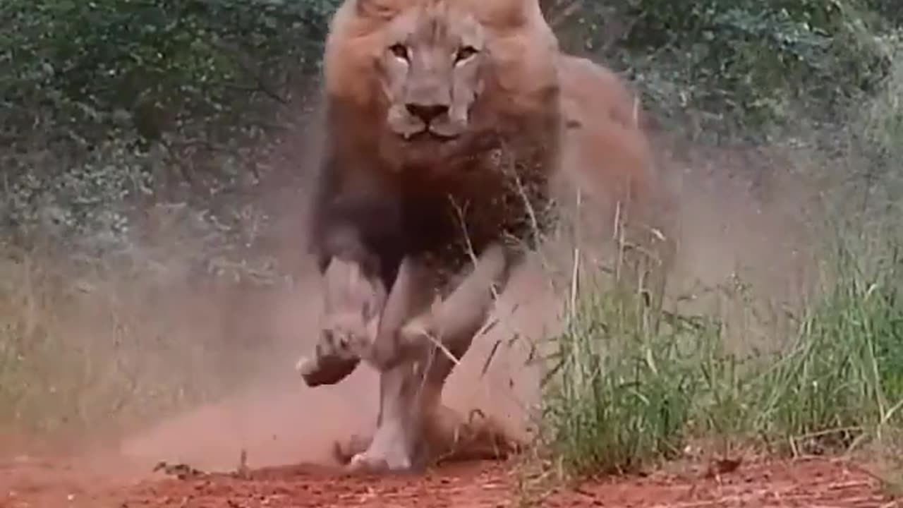 Angry lion