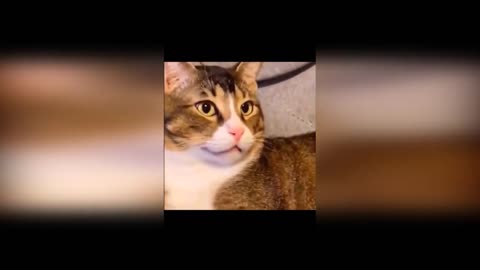 Funny cats reactions😜😜