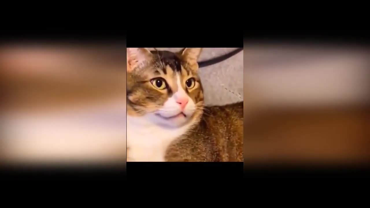 Funny cats reactions😜😜