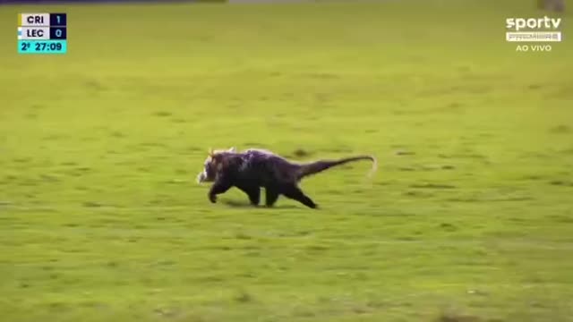 Gamba invade jogo de futebol ⚽️