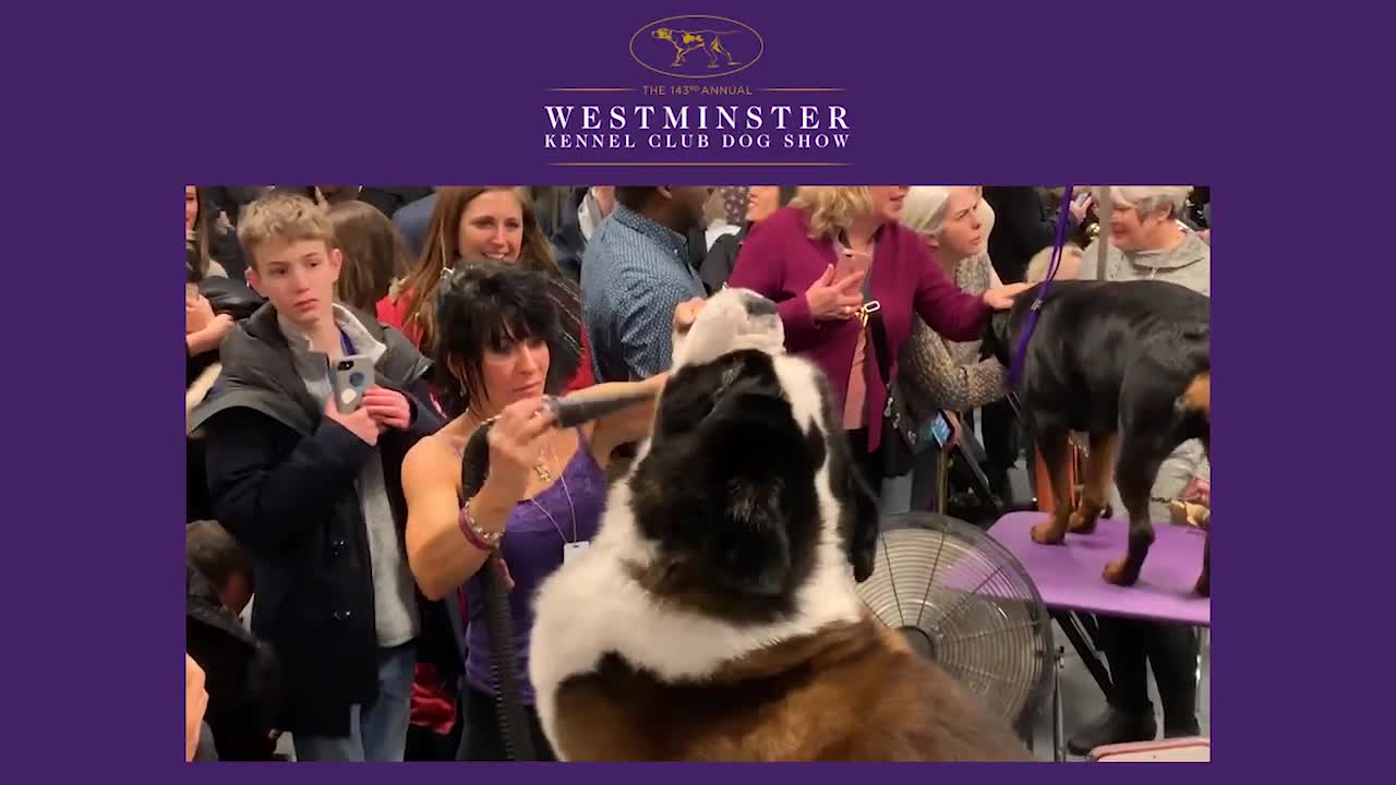 Exclusive look behind the scenes at the 2019 Westminster Kennel Club Dog Show # FOX SPORTS