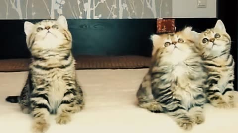 Funny cats, funny pets , funny cats video