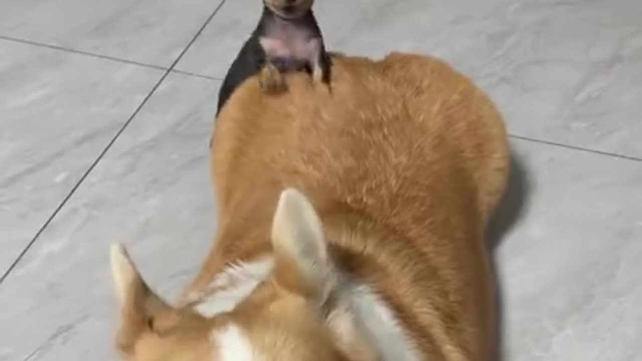 Friends come in all shapes and sizes