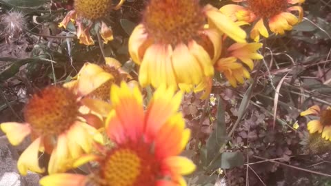 Gaillardia in October