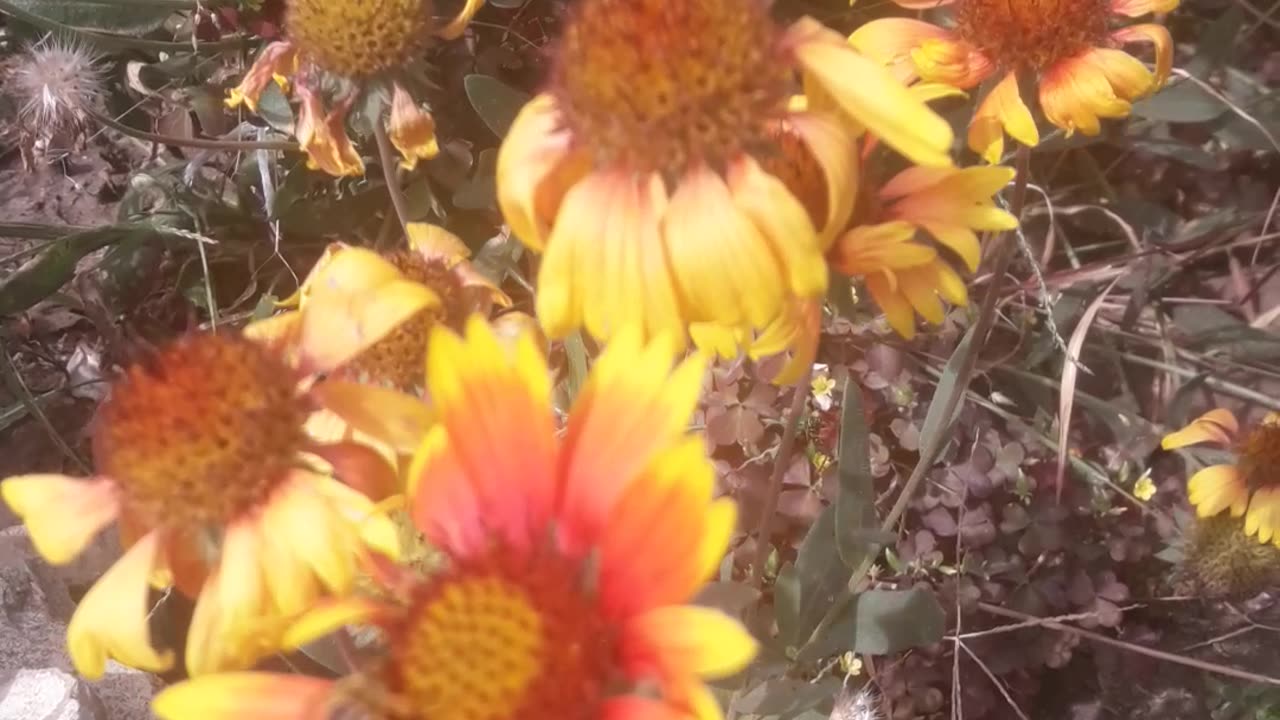 Gaillardia in October