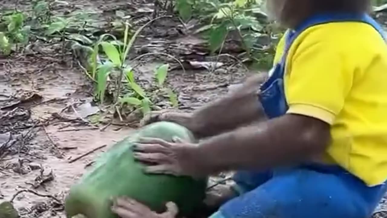 Funny monkey