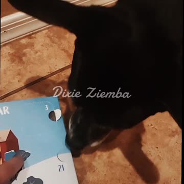 Day 3: Only 22 sleeps until Santa Paws comes to town! 🎅🐾