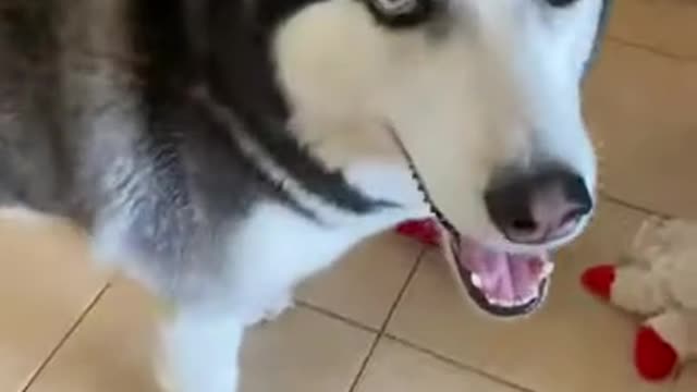 What Happens When You Pet A Husky THE WRONG WAY...