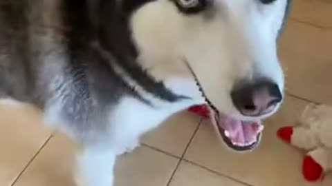 What Happens When You Pet A Husky THE WRONG WAY...