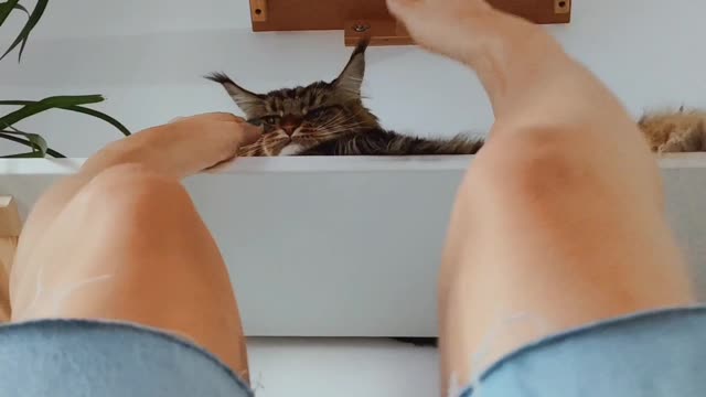 Cat being annoyed by human's feet