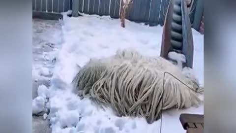 A mop in the snow