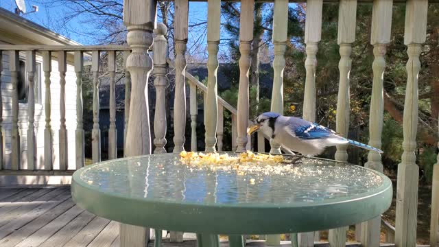 Bluejays in Truro