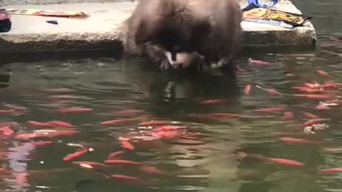 The pet dog went into the water to catch fishfish by himself