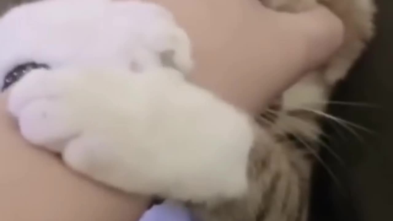 cat selaps funny video