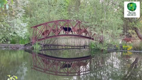 Lambs have playtime on the bridge.