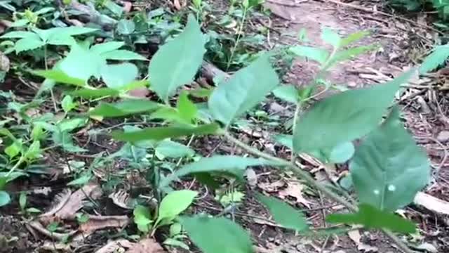 Hershel still learning to wait for me at his feeding station