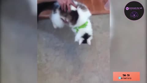 ULTIMATE|| Animal Compilation || Funny Fails || viral || comedy