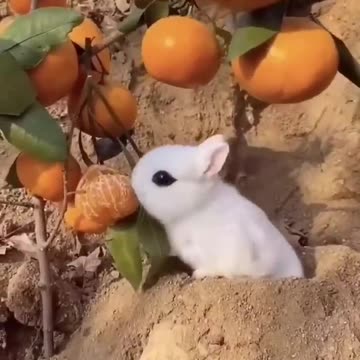 Recitation of Quran #shorts #quran #viralvideo