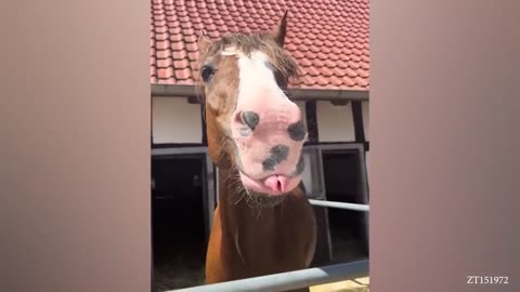 Horse fun