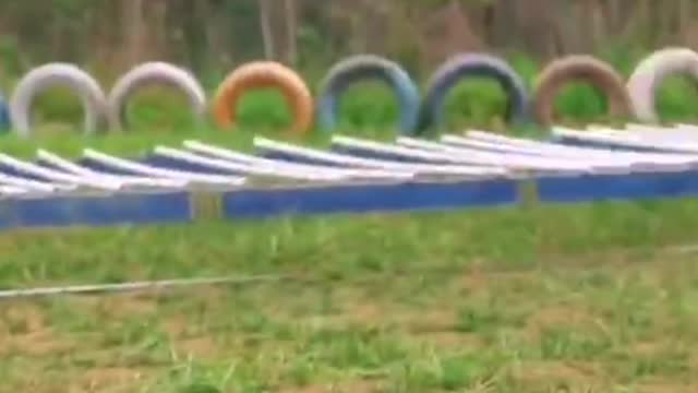 Does any dog can jump farther