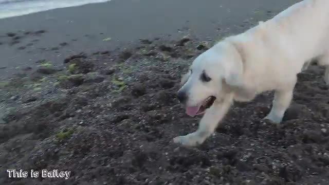 Bailey Golden Retriever puppy swims in the ocean for the first time!