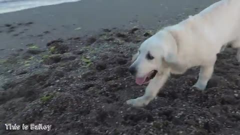 Bailey Golden Retriever puppy swims in the ocean for the first time!