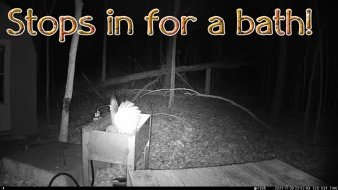 Bared Owl Stops In For A Bath