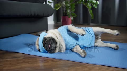 lazy pug