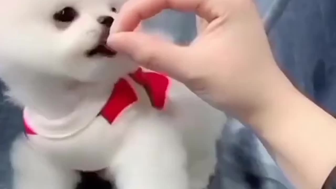 Cute Puppy 🐶🤩