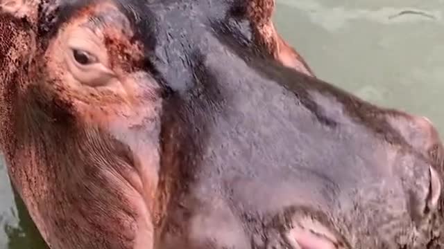 Watch the next video on hippo brushing his teeth.