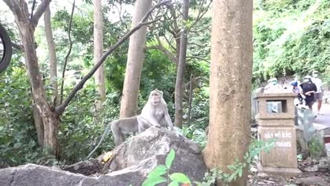 Monkey🐒🐵