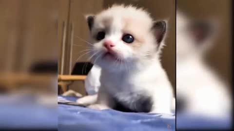 funny baby cat