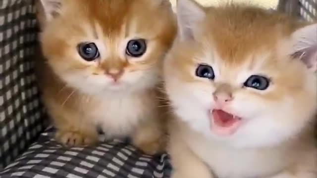 Cute kittens, two naughty kittens,