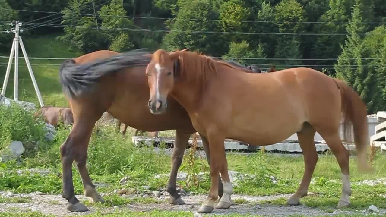 animais selvagens belos animais fatos sobre raças de cavalos e zebras