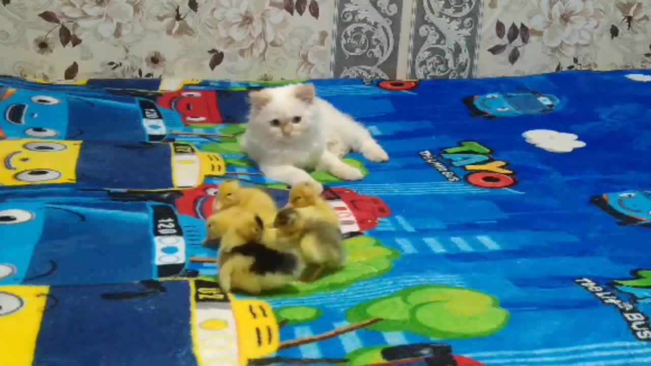 funny cat playing with ducks