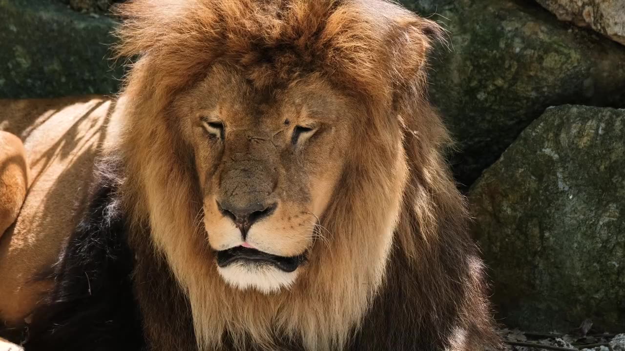 Lion The King