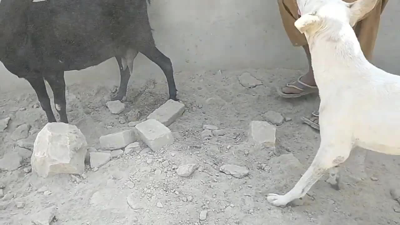 Black goat and dog meeting 1st time