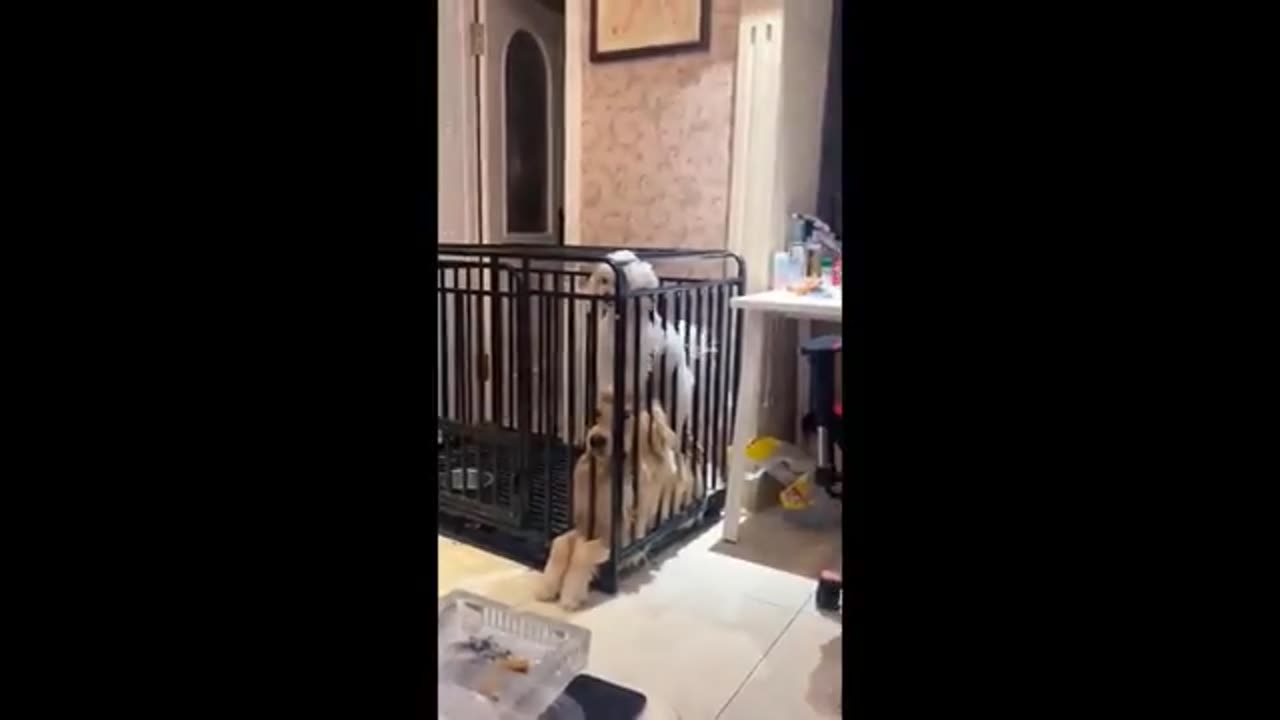 Funniest_Cats_And_Dogs_Videos_😁_-_Best_Funny_Animal_Videos_2024_🥰#13(360p)