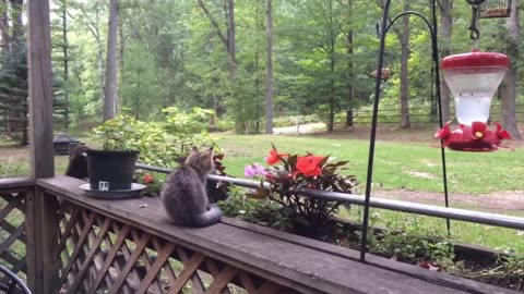 Funny Cats Will Make You Laugh For Hours!!!
