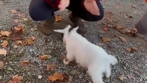 A cheerful kid(baby goat)