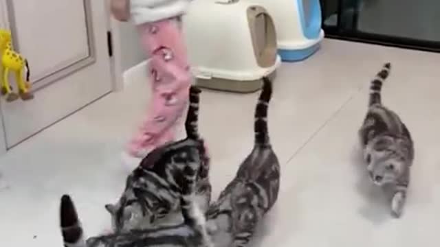 Lovely Cat, black cat, cats, funny cats, funny cat videos 1607