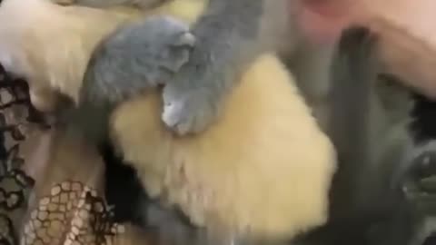 Hey one in a Million love cat 😻💖🐶 Cute kitten hugs puppy